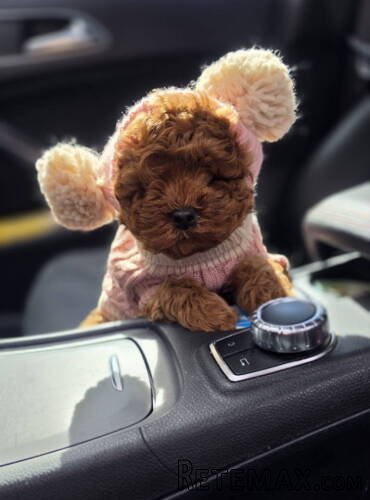 Nove bebice toy I mini pudle - 5