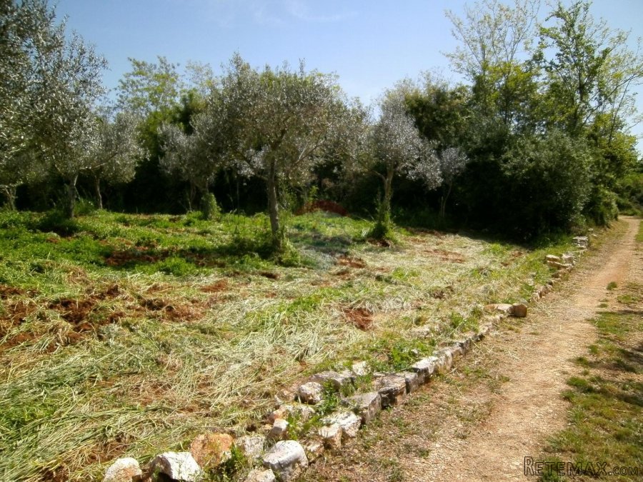Istra, okolica Fažane, uređeni maslinik u prirodi, 4340 m2 - 2