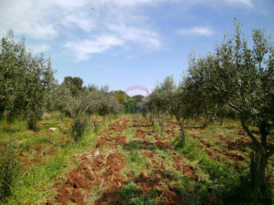 Istra, okolica Fažane, uređeni maslinik u prirodi, 4340 m2 - 3