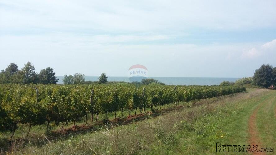 Istra, Umag, Lovrečica - poljoprivredno zemljište 150 m od m - 3