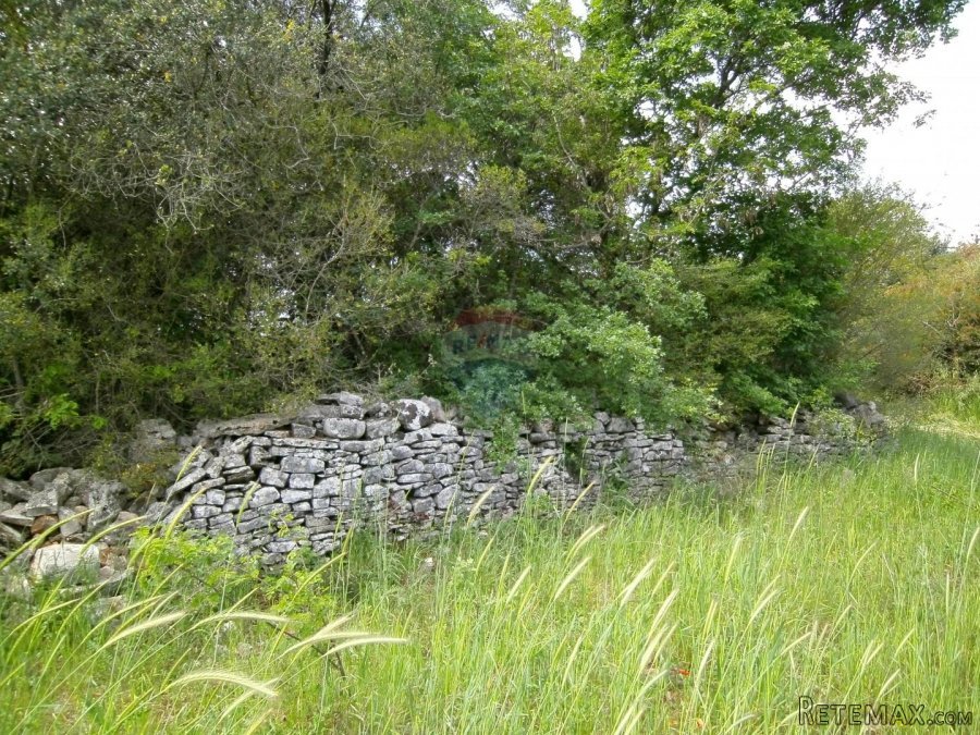 Istra, okolica Fažane, uređeni maslinik u prirodi, 4340 m2 - 5