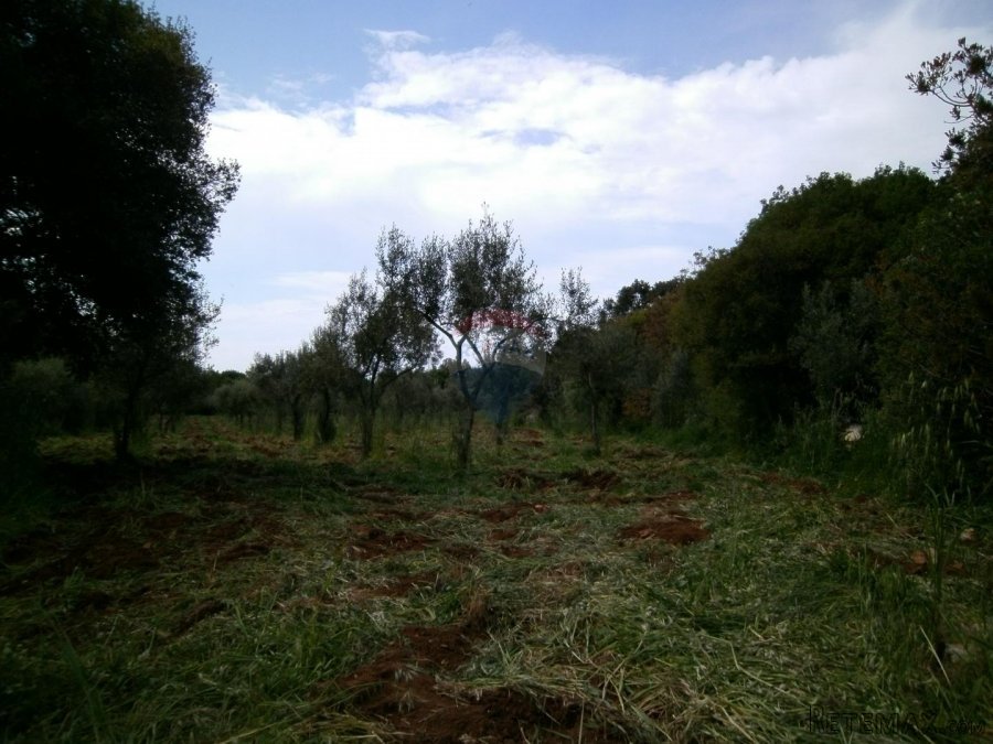 Istra, okolica Fažane, uređeni maslinik u prirodi, 4340 m2 - 6
