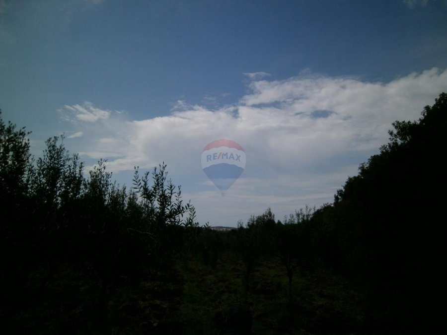 Istra, okolica Fažane, uređeni maslinik u prirodi, 4340 m2 - 7