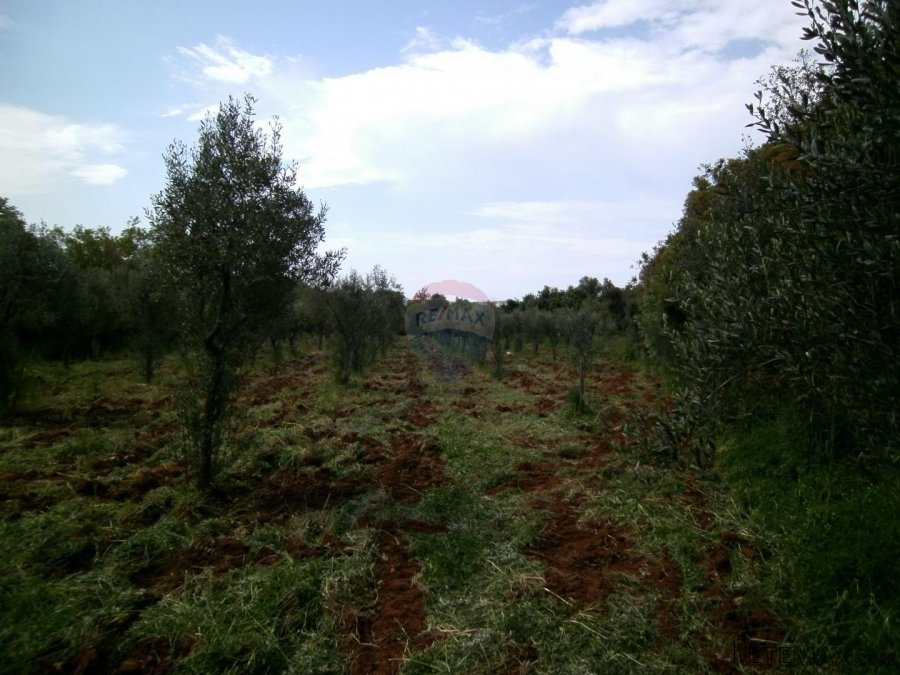 Istra, okolica Fažane, uređeni maslinik u prirodi, 4340 m2 - 8