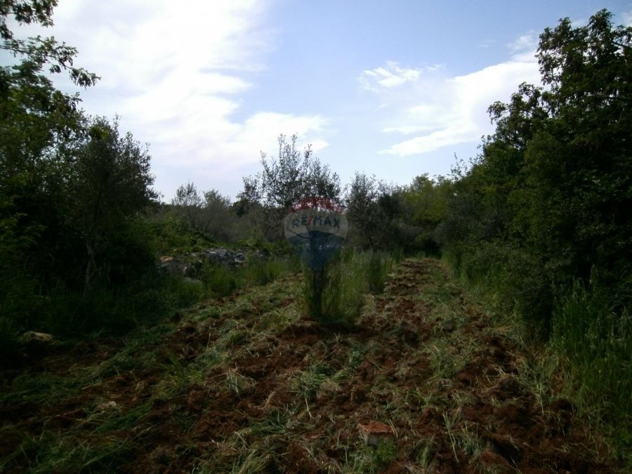 Istra, okolica Fažane, uređeni maslinik u prirodi, 4340 m2 - 9