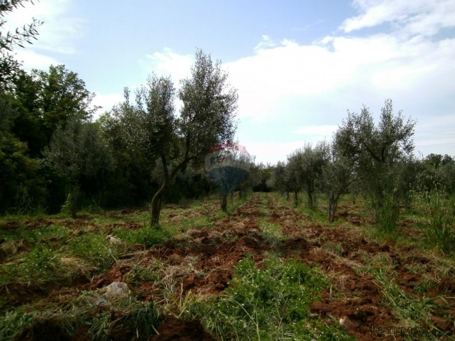 Istra, okolica Fažane, uređeni maslinik u prirodi, 4340 m2 - 10
