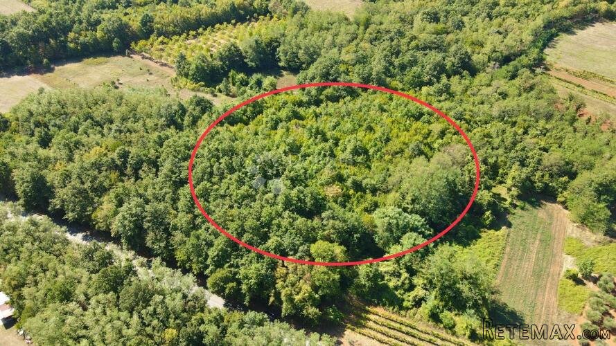 PROSTRANA ŠUMA POVRŠINE 11669m2, BLIZINA NASELJA!! - 3