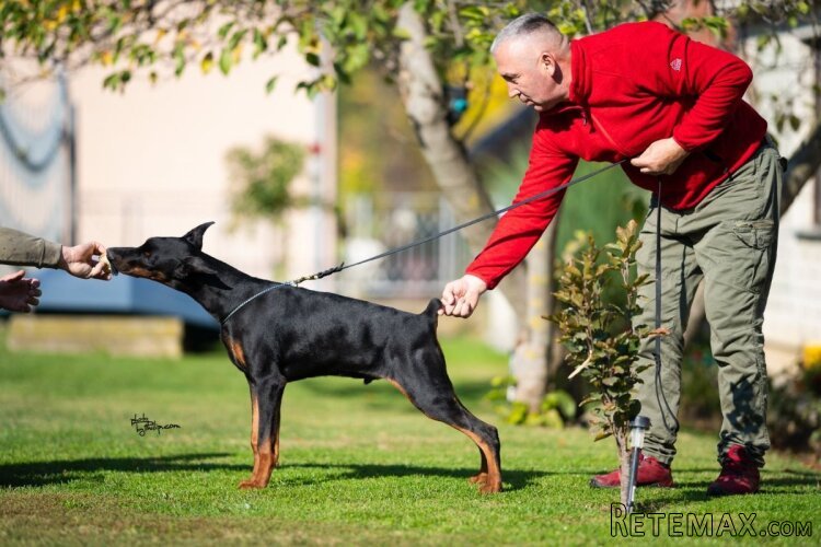 Doberman, muško štene - 2
