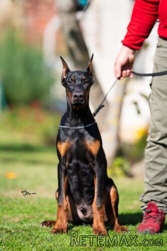 Doberman, muško štene - 3