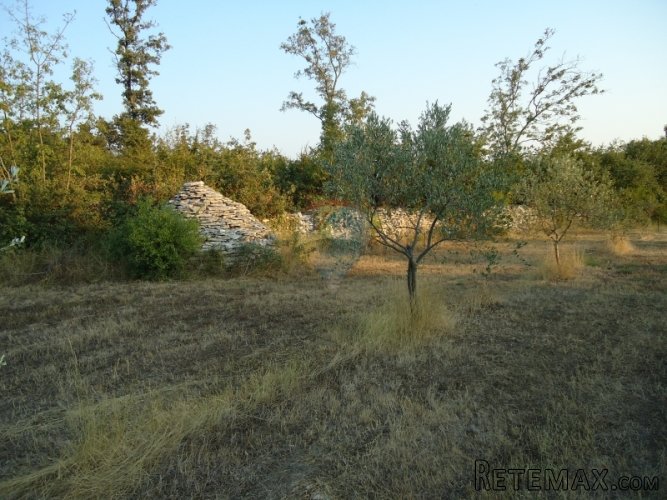 VODNJAN, OKOLICA, MASLINIK SA VIKENDICOM - 3