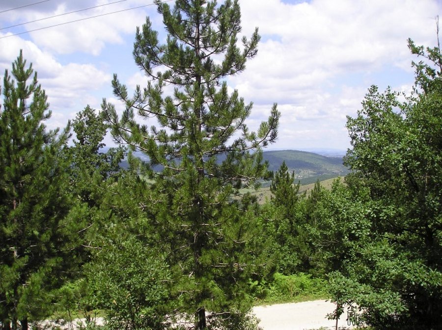 Zlatibor-plac na prodaju - 8