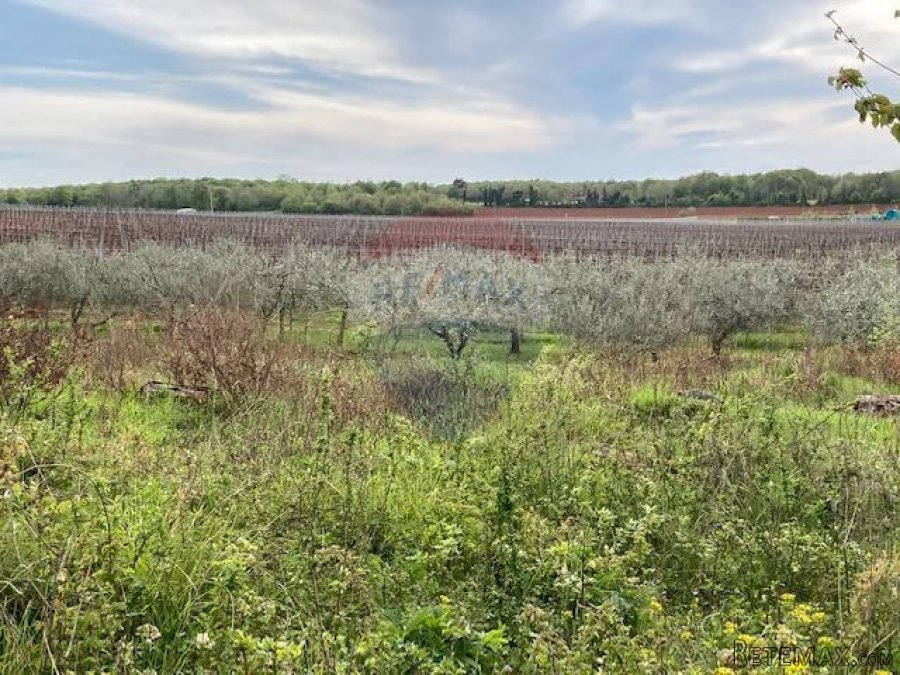 Poreč, okolica, poljoprivredno zemljište 30000m2 - 6