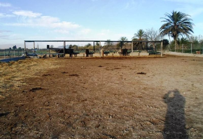 FinAl, Finca of 6000m2 in Algorfa for.. - 2