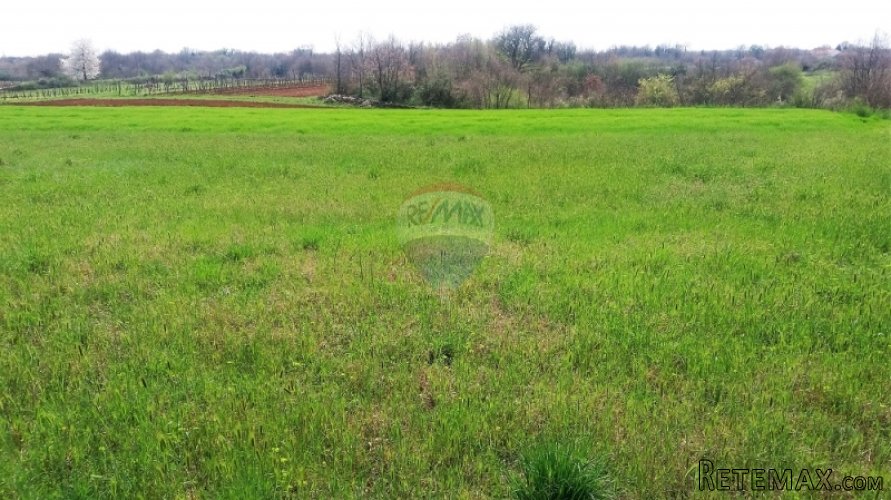 ISTRA, PREKRASNA PARCELA 2500 M2, PRILIKA! - 2
