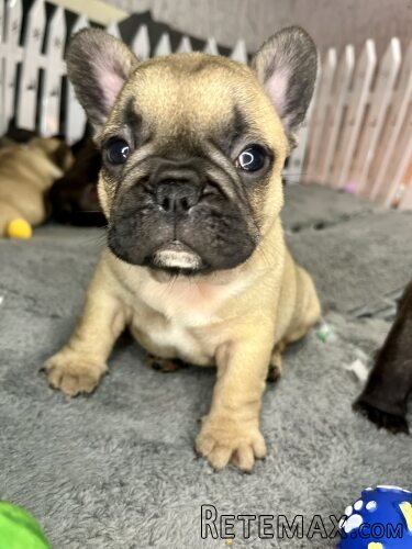 Francuski Buldog PRELEPI štenci - 5