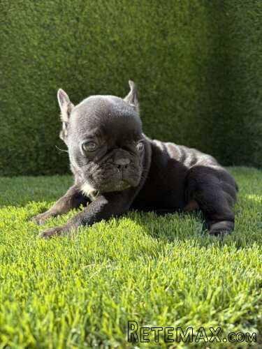 Francuski Buldog PRELEPI štenci - 6