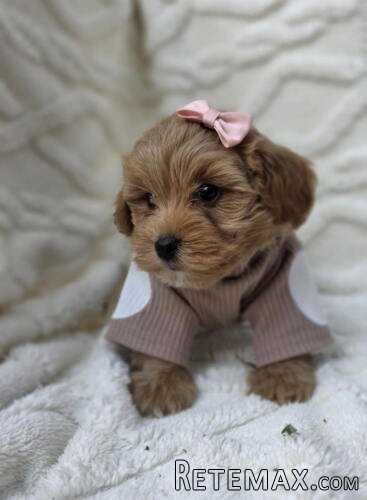 Maltipoo nove bebe - 2