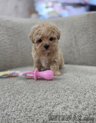 Maltipoo nove bebe - 3