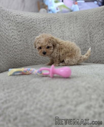 Maltipoo nove bebe - 4