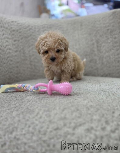 Maltipoo nove bebe - 5