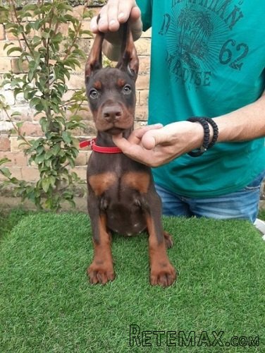 Doberman štenci - 2