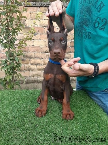 Doberman štenci - 3