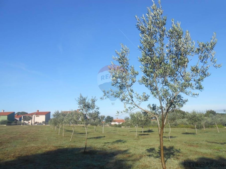 Istra, Vodnja, Galižana, velika parcela (5520 m2) na rubu ur - 3