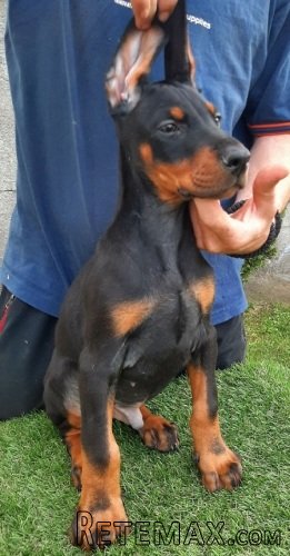 Doberman štenci - 4