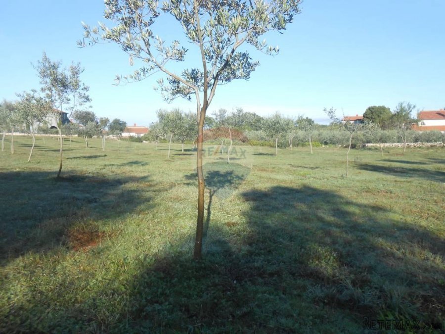 Istra, Vodnja, Galižana, velika parcela (5520 m2) na rubu ur - 4