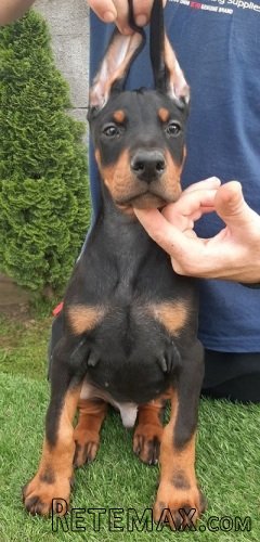 Doberman štenci - 5