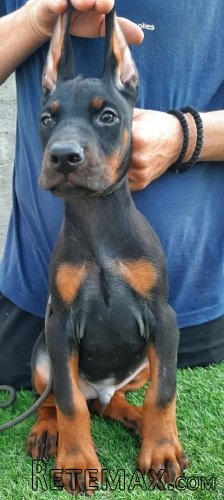Doberman štenci - 6