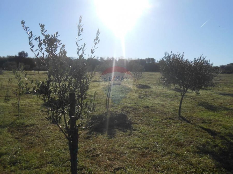 Istra, Vodnja, Galižana, velika parcela (5520 m2) na rubu ur - 6