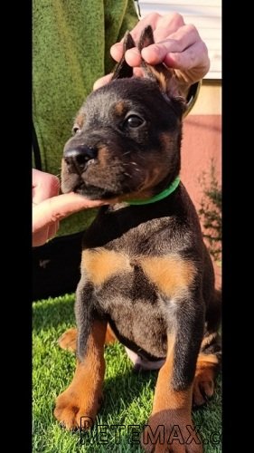 Doberman štenci - 7