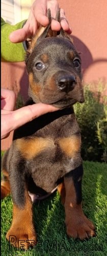 Doberman štenci - 8