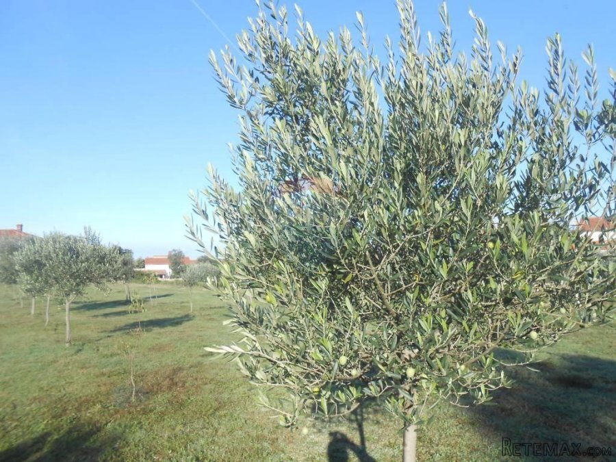 Istra, Vodnja, Galižana, velika parcela (5520 m2) na rubu ur - 8