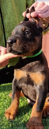 Doberman štenci - 9