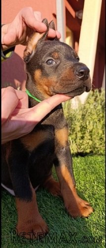 Doberman štenci - 10