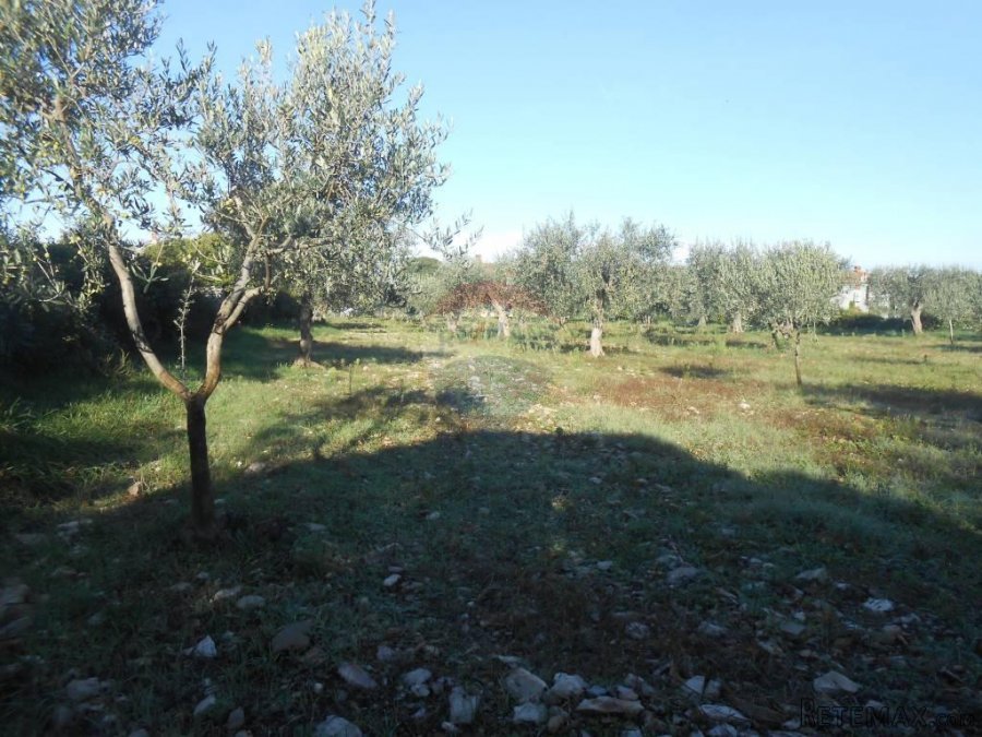 Istra, Vodnjan, Galižana, velika parcela na rubu urbanizacij - 4