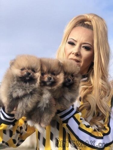 Pomeranski špic,Pomeranac,Pomeranian,Boo štenci - 6
