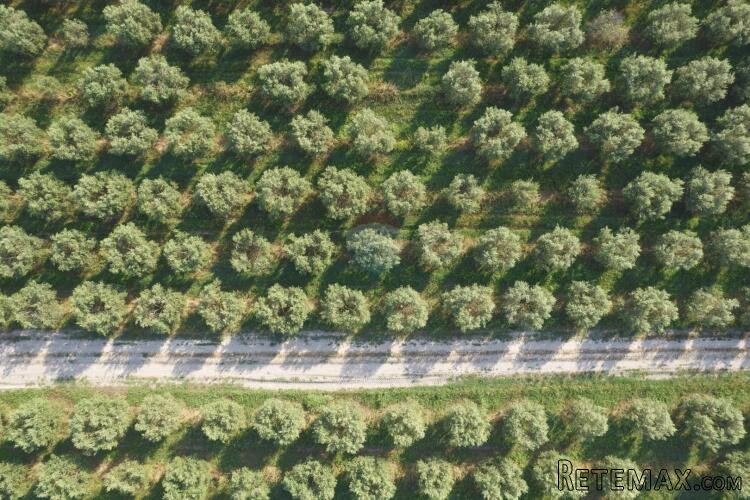 Rovinj, 8km-Šorići , 2parcele koje se drže za građevinsko - 2