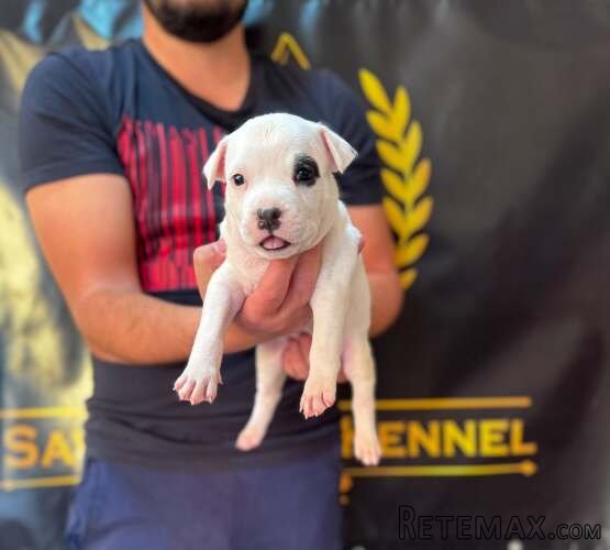 Američki Stafordski Terijer, štenci vrhunskog porekla - 2