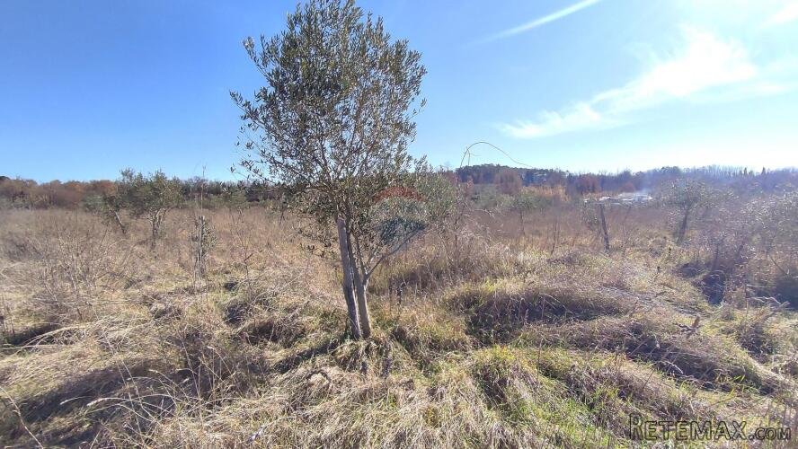 Istra,okolica Poreča,zemljšte sa malinama