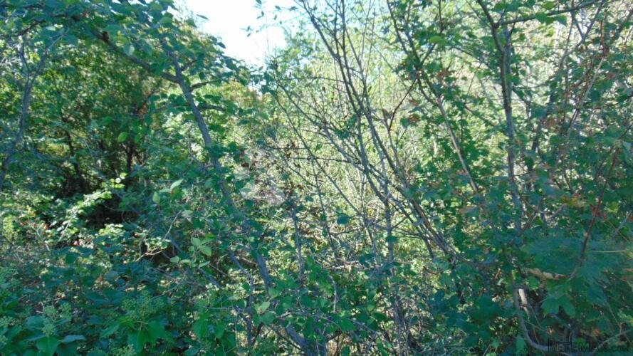 Prekrasna šuma u okolici Kringe - 2