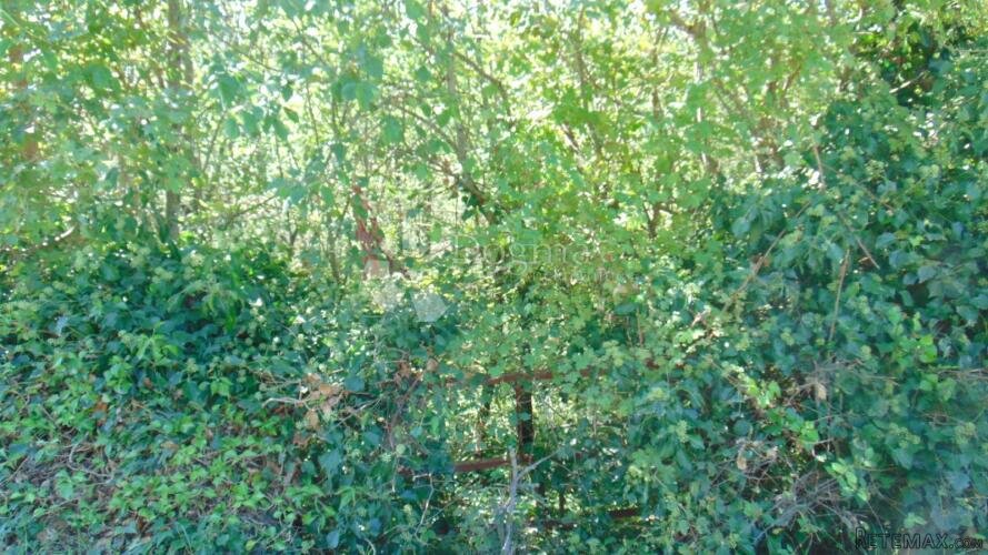 Prekrasna šuma u okolici Kringe - 3
