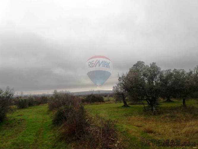 VODNJAN FAŽANA: TEREN 2480 m2 SA STOGODIŠNJIM MASLINAMA - 2