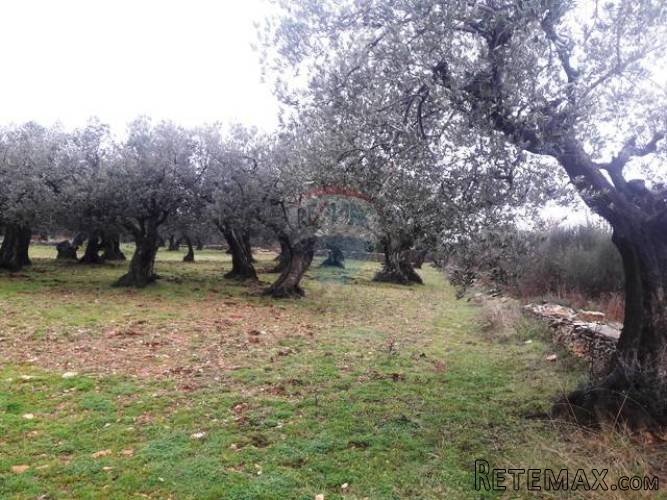 VODNJAN FAŽANA: TEREN 2480 m2 SA STOGODIŠNJIM MASLINAMA - 3