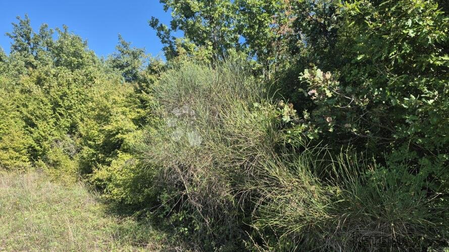 Šumsko zemljište neposredno uz istarski ipsilon 7505 m2 - 3