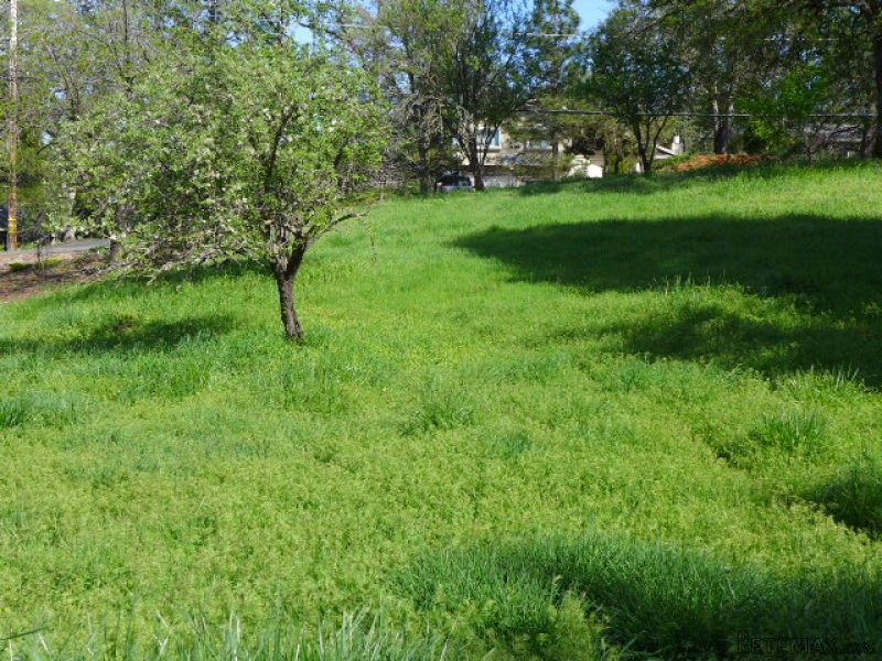 13492 Torrey Pines Dr Auburn, CA, 95602.. - 2