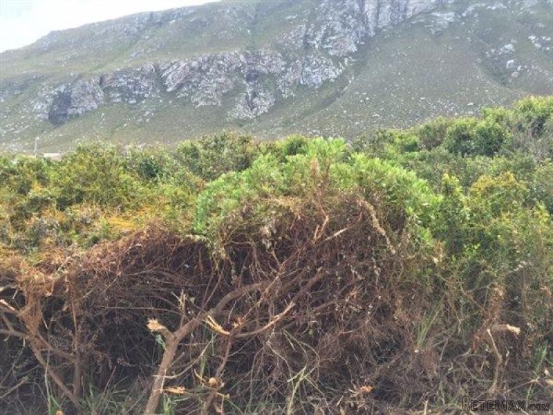 Bettys Bay Vacant Land, Bettys Bay - 2