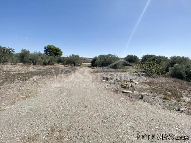 Large plot of rustic land with various olive trees of.. - 3